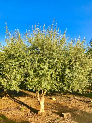 Ojai Olive Oil by null