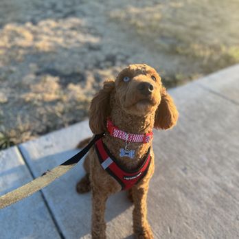 Von Arroyo Kennels - Teddy - Pet Training Near Me Von Arroyo Kennels - Teddy - Pet Training Near Me