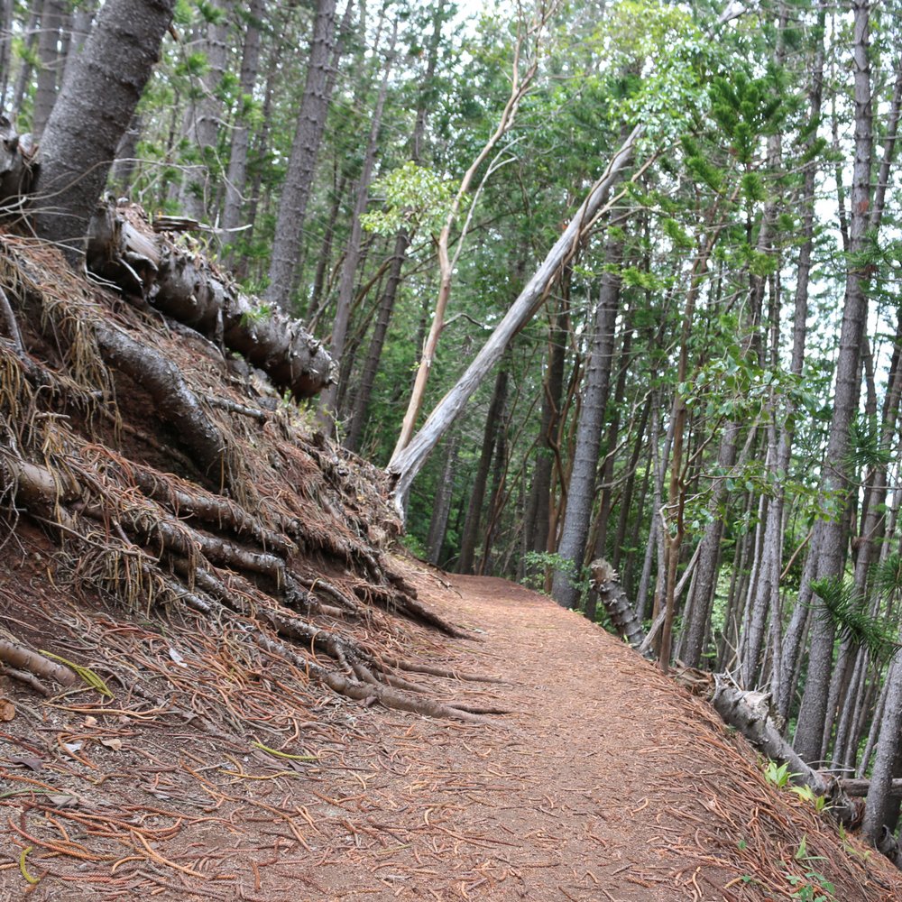 Aiea Loop Trail - Although its an easy trail...remember the sheer drops - Hiking Near Me - Aiea, Hawaii