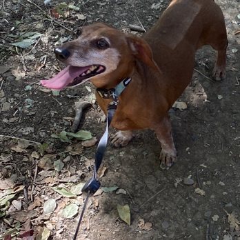 SAGE Veterinary Centers - Campbell - Oscar back on walks and happy as can be! - Veterinarians Near Me - Campbell, California