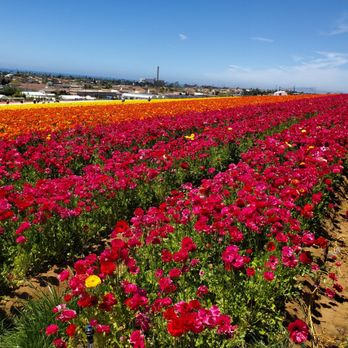 The Flower Fields - Venues & Event Spaces Near Me - Carlsbad, California The Flower Fields - Venues & Event Spaces Near Me - Carlsbad, California