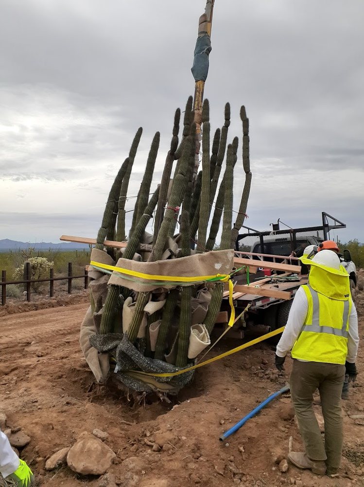 AZ Cactus & Tree Service - tree service in Tucson, AZ
