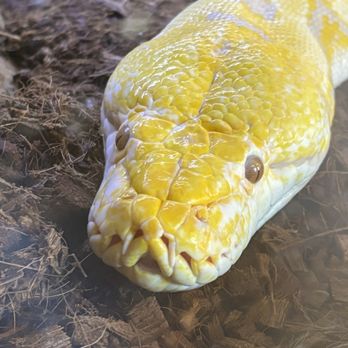 Wildlife Learning Center - Reticulated python - Zoos Near Me - Sylmar, California
