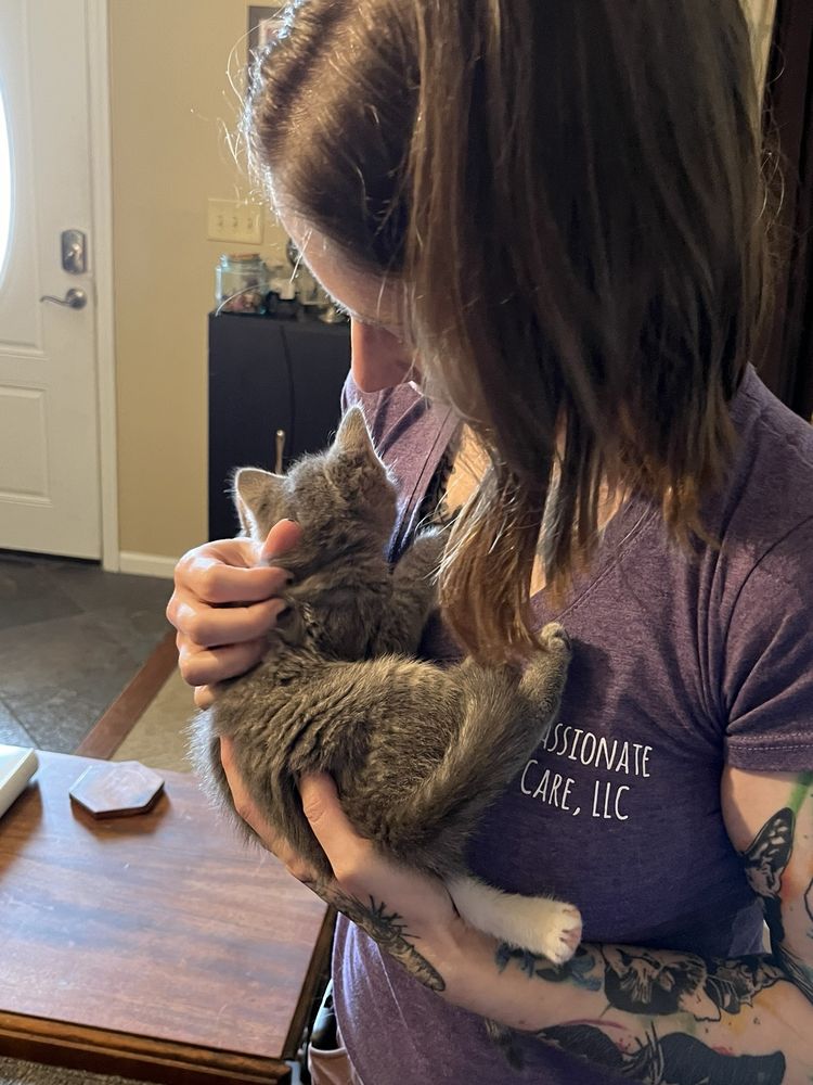 Compassionate Cat Care - pet boarding facility in Greenwood, IN