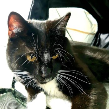 Gateway Animal Clinic - Dr. Liz made Sammy so happy. He is fast on his way to his old self. - Veterinarians Near Me - Cleveland, Ohio Gateway Animal Clinic - Dr. Liz made Sammy so happy. He is fast on his way to his old self. - Veterinarians Near Me - Cleveland, Ohio