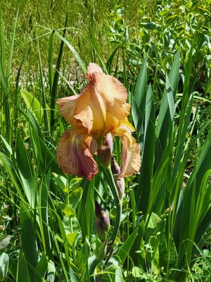 Long's Gardens by null