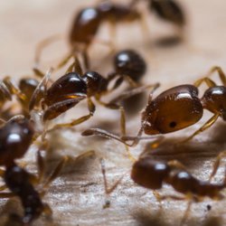 Brown Pest Control