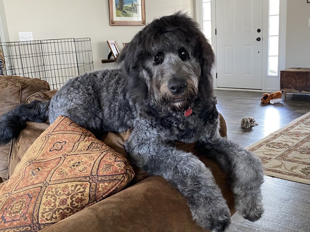 BARK AND BRUSH GROOMING Boone, NC Yelp