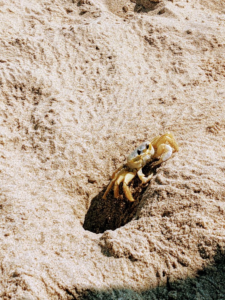 CROATAN BEACH Updated July 2024 70 Photos & 26 Reviews S Atlantic