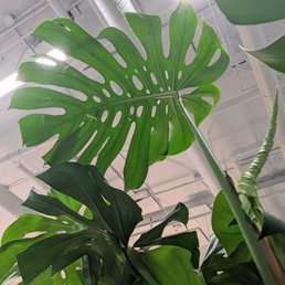 Monstera deliciosa! This one is so healthy!