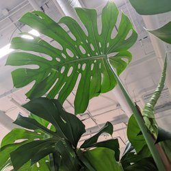 A Pot To Plant In - Monstera deliciosa! This one is so healthy!