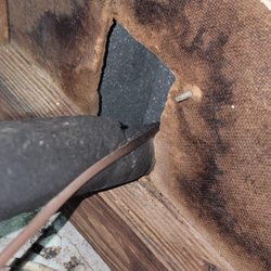 Pestwise - Attic restoration