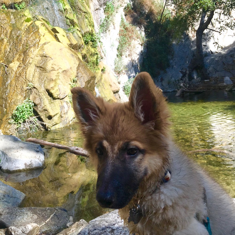 Santa Anita Canyon - She was sick of me taking pictures of her beautiful face. Can't you just hear the "Mom, staaaahhhhppp let me go play!" - Hiking Near Me Santa Anita Canyon - She was sick of me taking pictures of her beautiful face. Can't you just hear the "Mom, staaaahhhhppp let me go play!" - Hiking Near Me