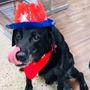 Photo of Canyon Small Animal Hospital