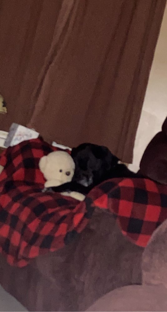 SHAGGY DOG Updated August 2024 25345 Bonney Rd, Watertown, New York