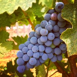 Winery Tours Walla Walla - Gorgeous bunch of grapes at Balboa Winery