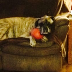 Healthy Home Pet Services - After a long day playing with my ball.
