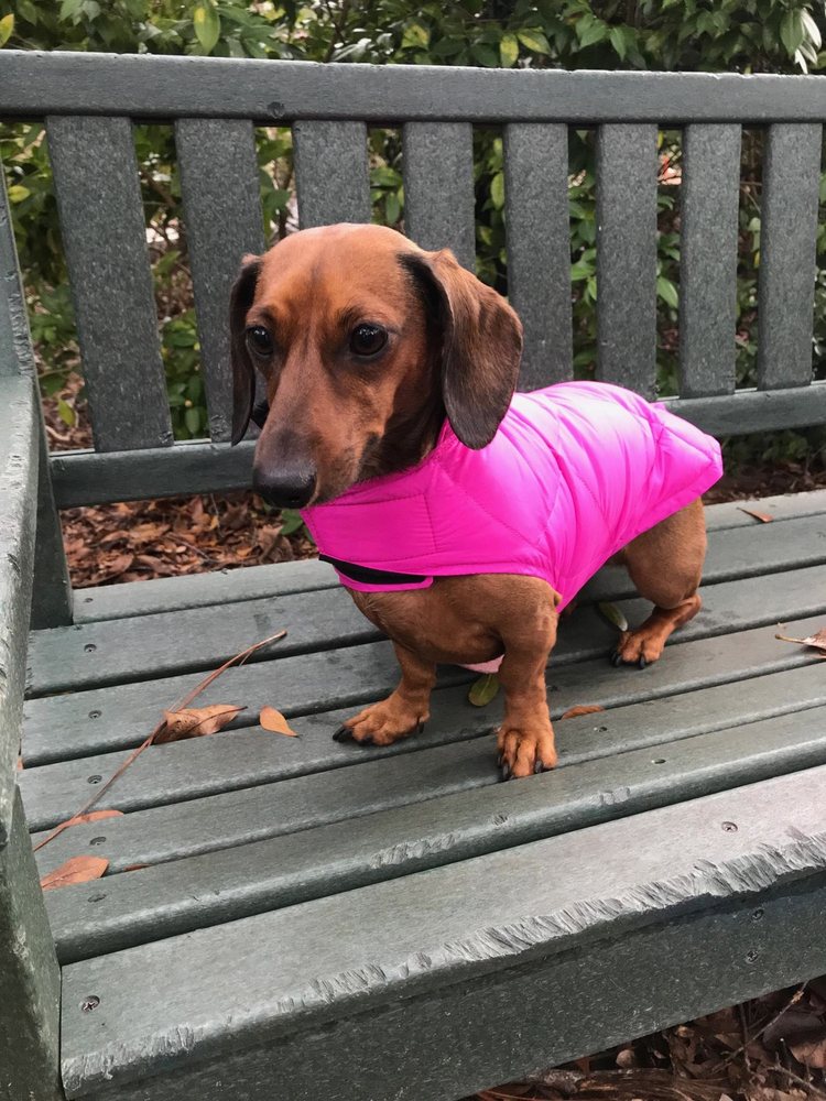 SUNSHINE AND STARLIGHT DOG WALKING AND PET SITTING Request a Quote