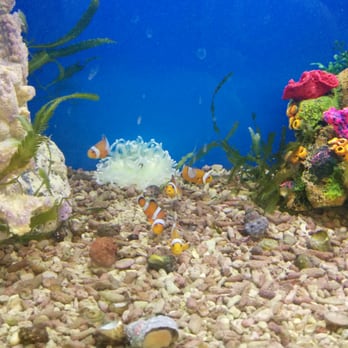 Petco - I'm getting two nemo's this trip to petco! - Pet Training Near Me - Bellingham, Washington Petco - I'm getting two nemo's this trip to petco! - Pet Training Near Me - Bellingham, Washington