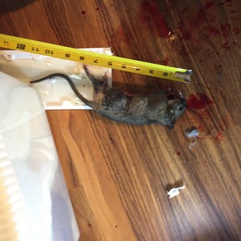 Marin Rat And Rodent - Pest Control Near Me