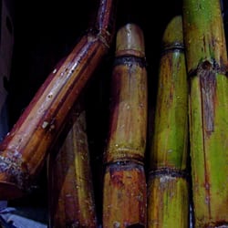 Royaume des Saveurs - Canne à sucre