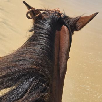 Rancho Carisuva - My horse listening to me chat about how beautiful this view is. - Horseback Riding Near Me - Cabo San Lucas, BCS Rancho Carisuva - My horse listening to me chat about how beautiful this view is. - Horseback Riding Near Me - Cabo San Lucas, BCS