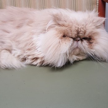 Committed Alliance To Strays - I think this is a cat - Animal Shelters Near Me - Medford, Oregon Committed Alliance To Strays - I think this is a cat - Animal Shelters Near Me - Medford, Oregon