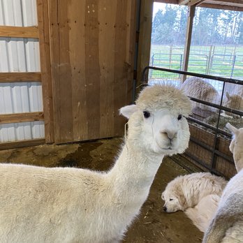 Alpacas at Marquam Hill Ranch - Ranches Near Me - Molalla, Oregon Alpacas at Marquam Hill Ranch - Ranches Near Me - Molalla, Oregon