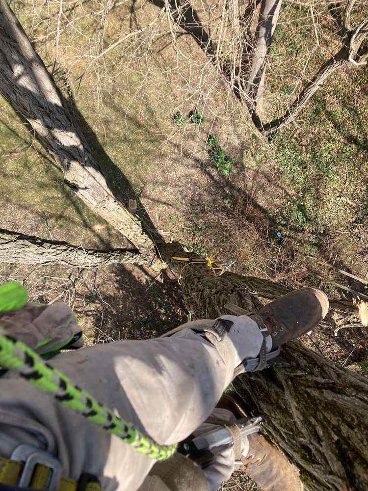 TOP NOTCH TREE EXPERTS - Updated July 2026 - Request a Quote - 29 ...