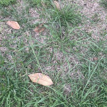 TruGreen Lawn Care - Weeds! - Lawn Services Near Me - Dallas, Texas TruGreen Lawn Care - Weeds! - Lawn Services Near Me - Dallas, Texas