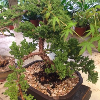 Sunshine Miniature Trees - Juniper bonsai - Nurseries & Gardening Near Me - Dallas, Texas