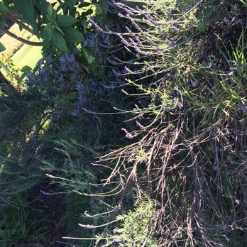 Ali'i Kula Lavender - Tours Near Me - Kula, Hawaii Ali'i Kula Lavender - Tours Near Me - Kula, Hawaii