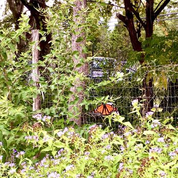 The Natural Gardener - The monarchs stop here during their annual migration - Nurseries & Gardening Near Me - Austin, Texas The Natural Gardener - The monarchs stop here during their annual migration - Nurseries & Gardening Near Me - Austin, Texas