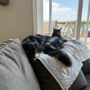 Photo of The Phoenix Remix Animal Rescue