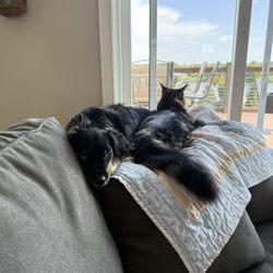 The Phoenix Remix Animal Rescue