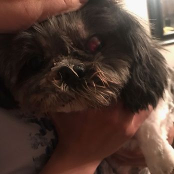 Pampered Pet Grooming - Pet Groomers Near Me - Fresno, California Pampered Pet Grooming - Pet Groomers Near Me - Fresno, California