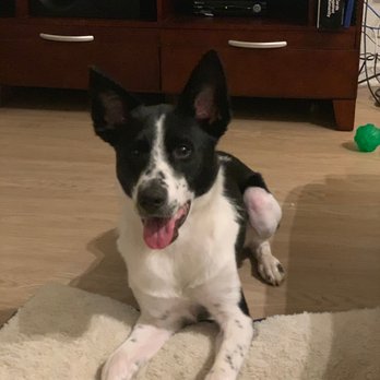 Pack Method Prep - Pet Training Near Me - San Diego, California Pack Method Prep - Pet Training Near Me - San Diego, California