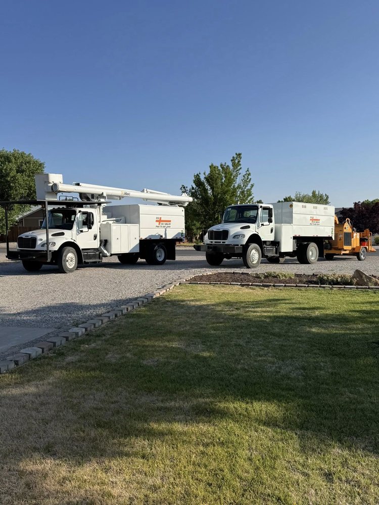 MD Tree Surgery - tree service in Fallon, NV