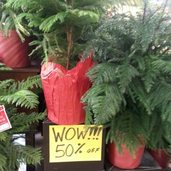 Kroger - Norfolk  island pines on sale in time for  last minute Christmas present or decor - Grocery Near Me - Henrico, Virginia