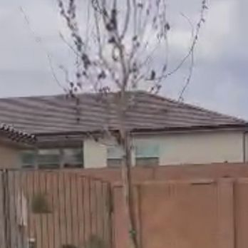 GrowPro Landscaping and Maintenance - Dead large fruitless pear tree planted by Grow Pro Landscaping - Landscaping Near Me GrowPro Landscaping and Maintenance - Dead large fruitless pear tree planted by Grow Pro Landscaping - Landscaping Near Me
