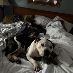 Sand Box Motel - Cooty (Cole) smashed In the pillows and Knuckles being shy Thank goodness for those extra large beds!!!