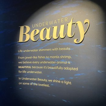 Shedd Aquarium - Aquariums Near Me - Chicago, Illinois