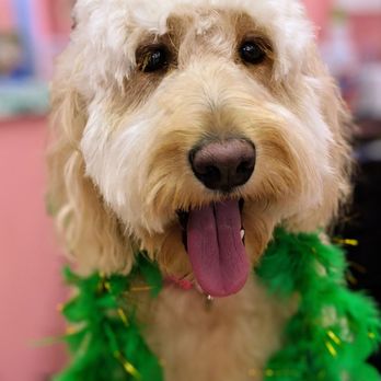 1st Class Pet Grooming - Pet Groomers Near Me - Elk River, Minnesota