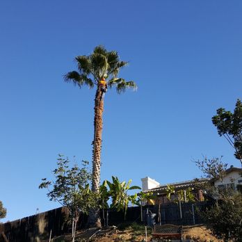 Red Maple Tree Service - Tree Services Near Me - San Diego, California Red Maple Tree Service - Tree Services Near Me - San Diego, California