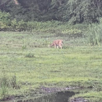 Roswell Riverboard Walk - Saw a deer on the trail - Totally unexpected :) - Parks Near Me Roswell Riverboard Walk - Saw a deer on the trail - Totally unexpected :) - Parks Near Me