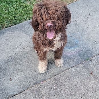Mane & Minks Vet-Spa - Pet Groomers Near Me - Houston, Texas Mane & Minks Vet-Spa - Pet Groomers Near Me - Houston, Texas