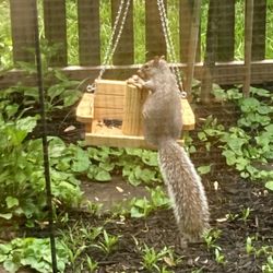The Backyard Bird Feeder - A squirrel swing to appease the little jerks. Much cuter eating this than my garden.