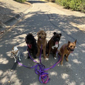 Mucho Poocho - Dog Walkers Near Me Mucho Poocho - Dog Walkers Near Me