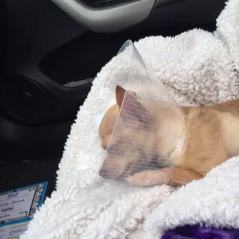 SNAP Spay Neuter Action Project - Veterinarians Near Me