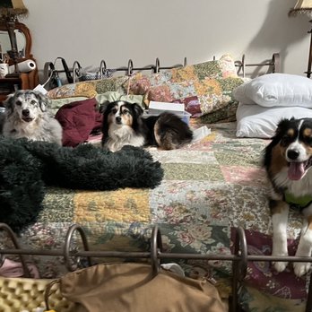 DASH Dog Rescue - New foster Roxy chilling w house dogs! - Community Service/Non-Profit Near Me DASH Dog Rescue - New foster Roxy chilling w house dogs! - Community Service/Non-Profit Near Me